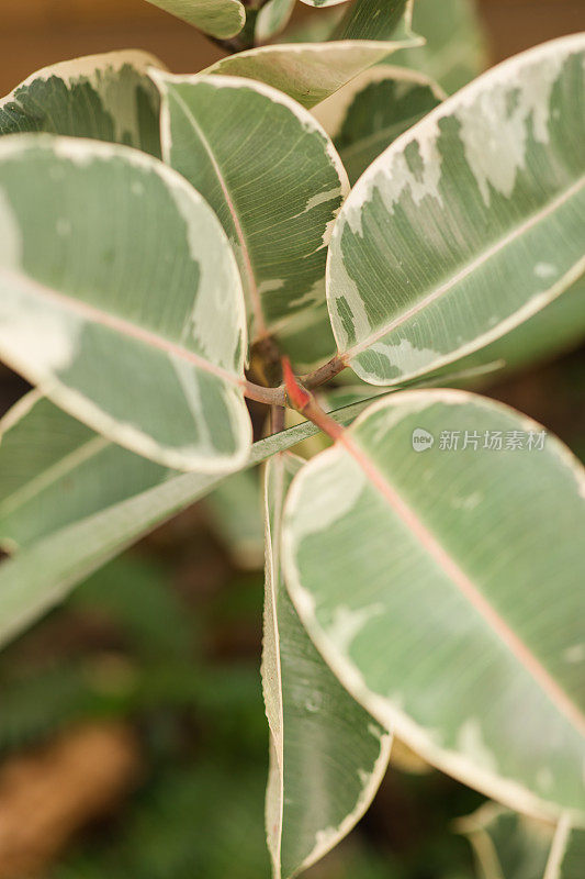 杂色橡胶植物'Variegata' Ficus Elastica生长在南佛罗里达的户外